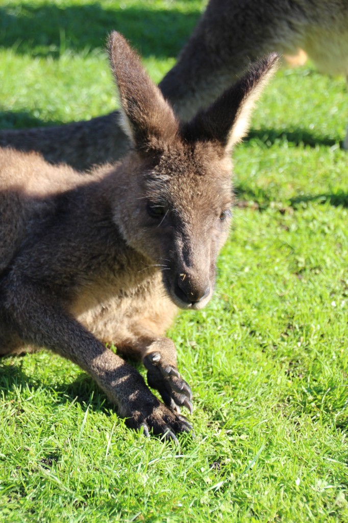 I'm telling the next person from overseas who asks that this is my kangaroo, and I call him 'Leapy'