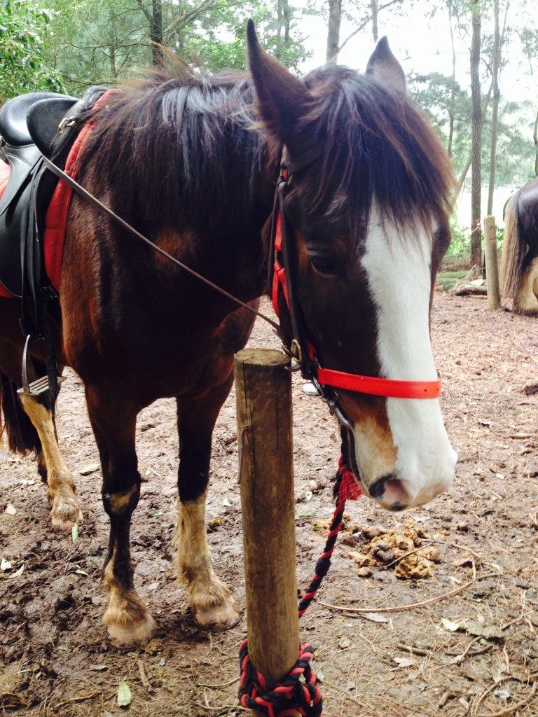 Bugsy: not much of a conversationalist but get him going about pine needles and LOOK OUT!