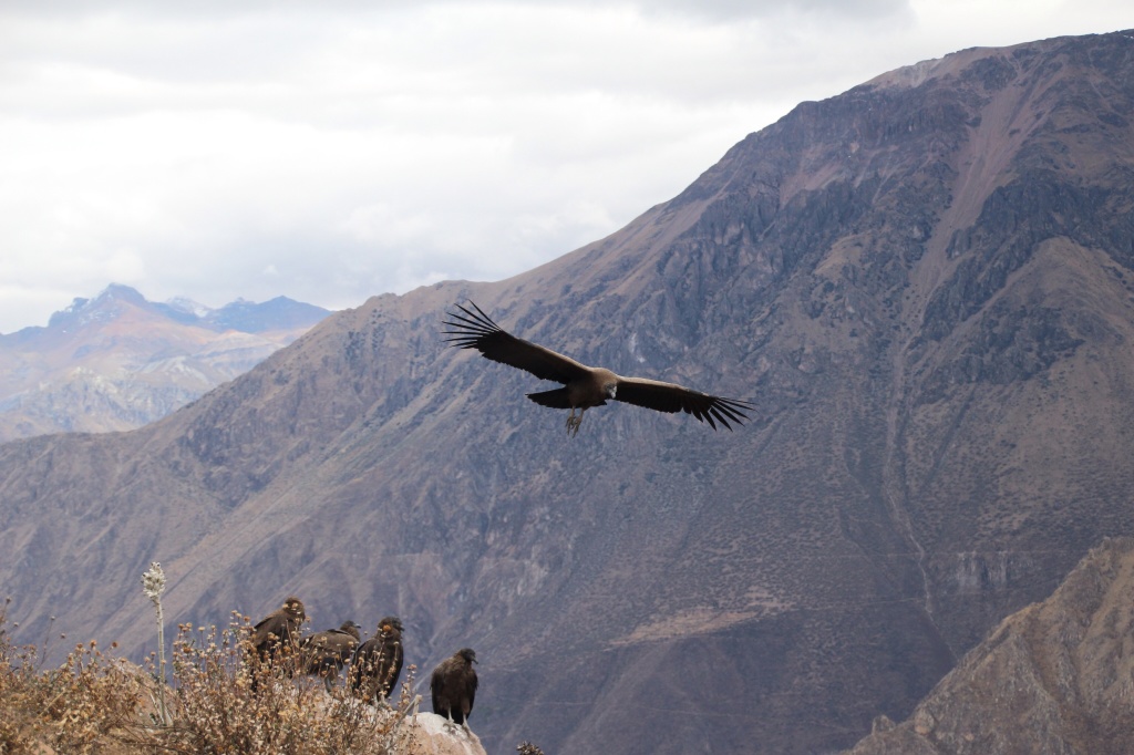 Swooping, soaring or just perching on a rock with buddies.