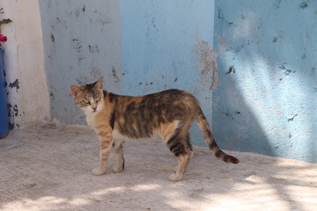 Rabat's Top Cat