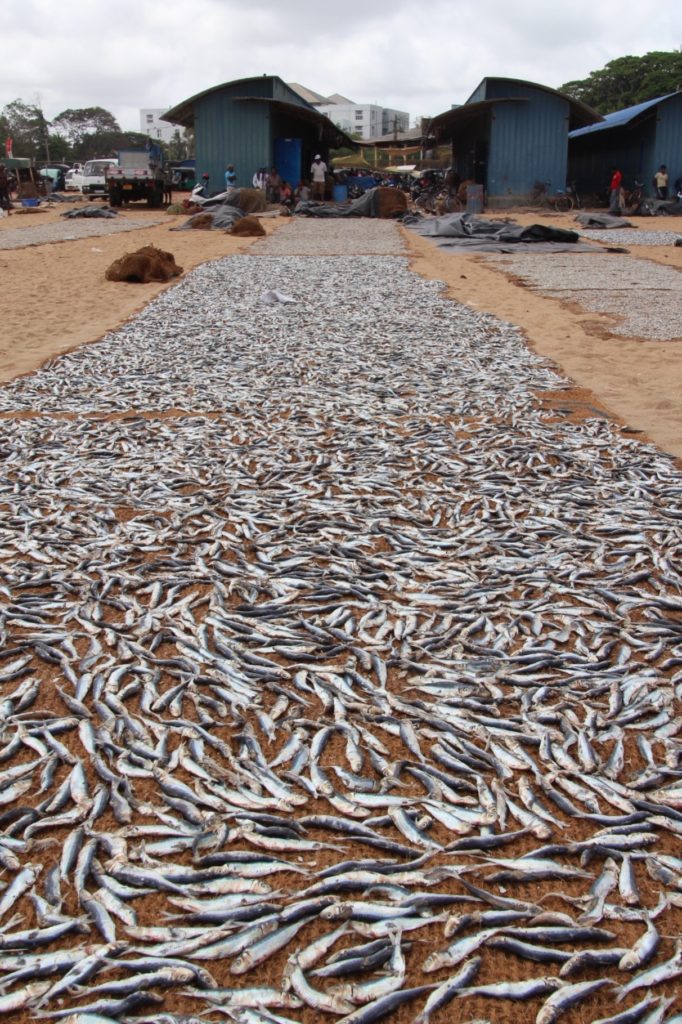 He did tell me what this fish is but I've forgotten, so let's call it Not Whitebait