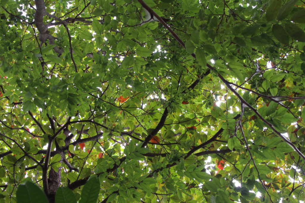 Gorgeous canopy