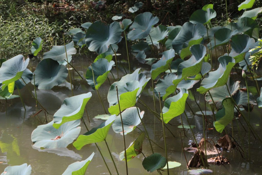 Pretty lillies