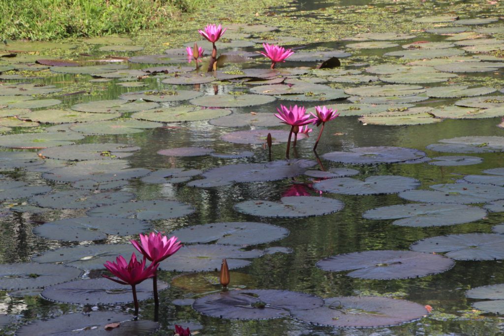 Wandering and Pond-ering