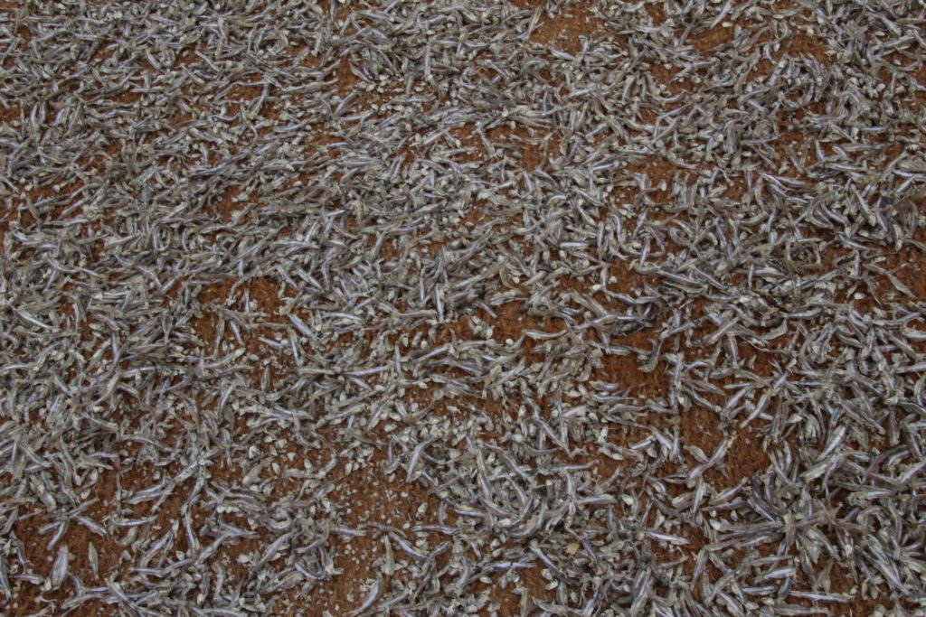 Whitebait drying