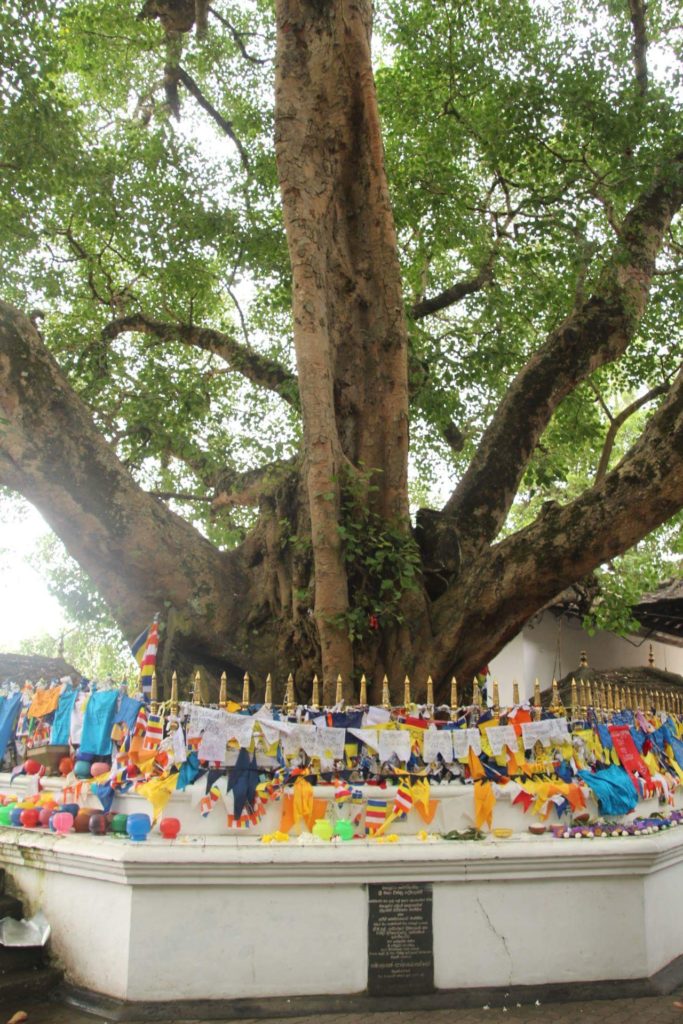 The Bodhi Tree