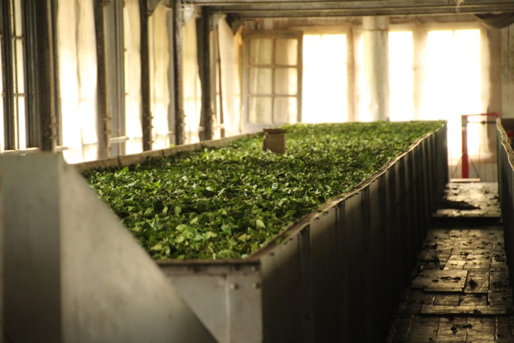 Withering. Normally a descriptor of my resting facial expression but also part of the tea making process! 