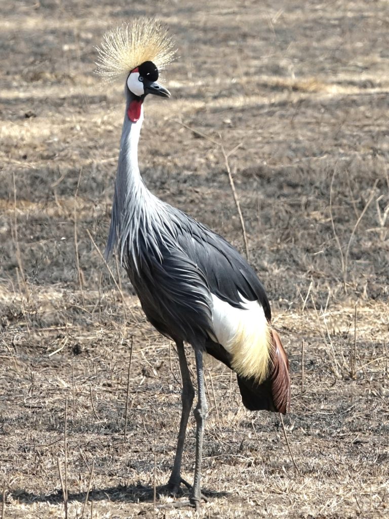 Yes, I've been told I look like avian royalty