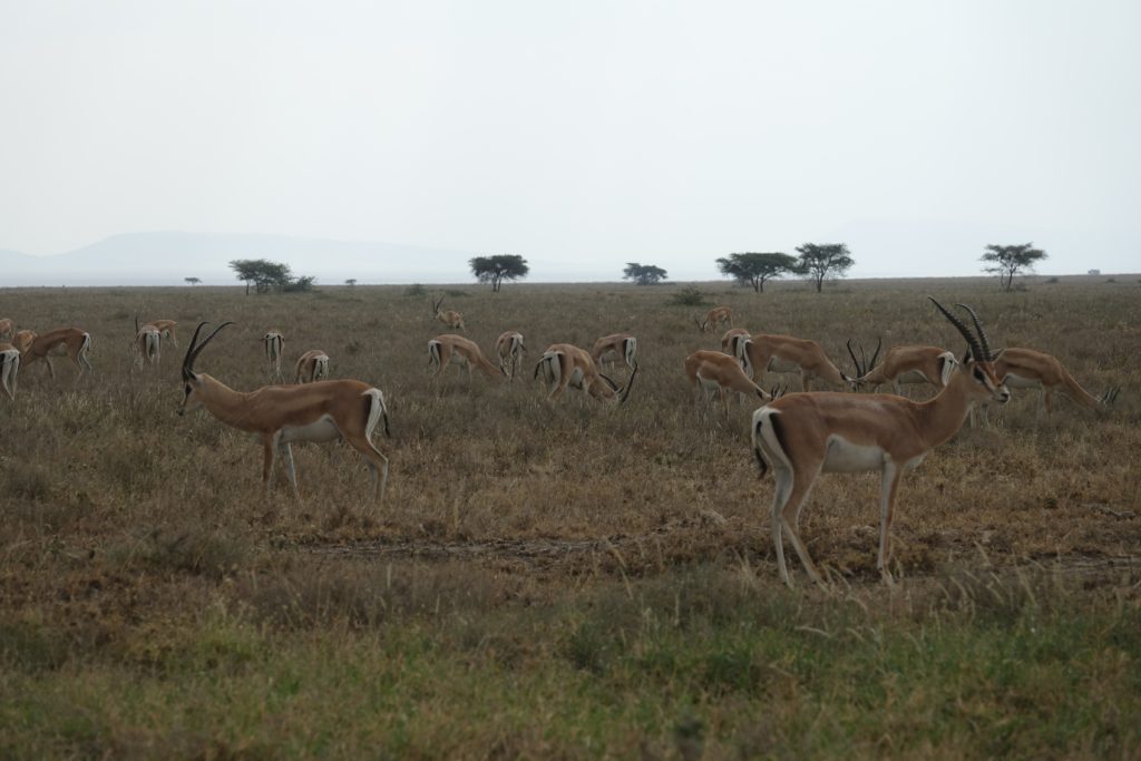 IMPALAS! OR IS IT IMPALA? OMG. MUST TAKE 100 PICS