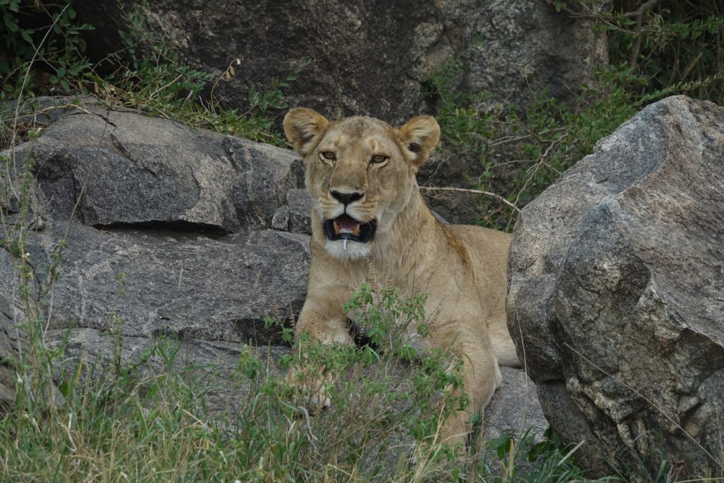 MAMA LION LOOKING ALL HOT AND BOTHERED. Sixty photos of this please