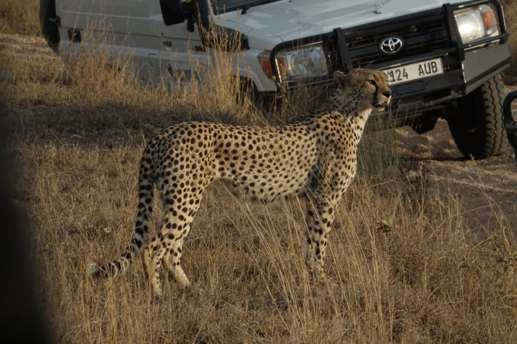 Go, buddy, you have right of way. 