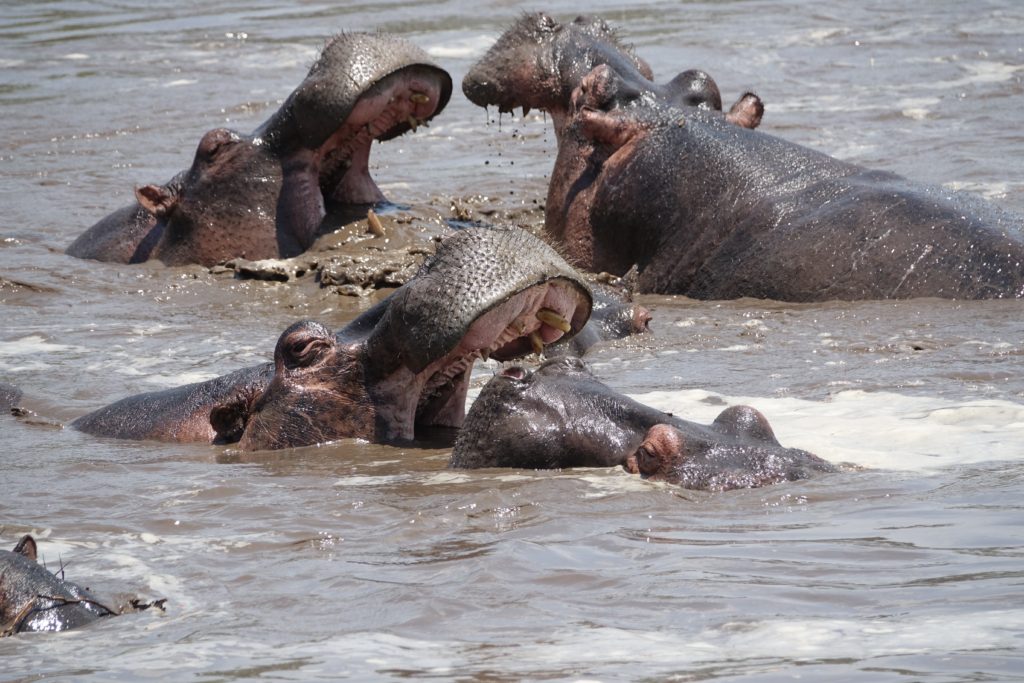 Laughing their heads off.