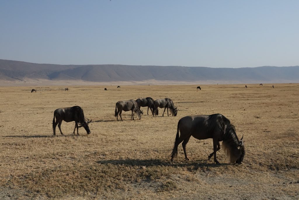 Wildebeest foreground, middle ground, background