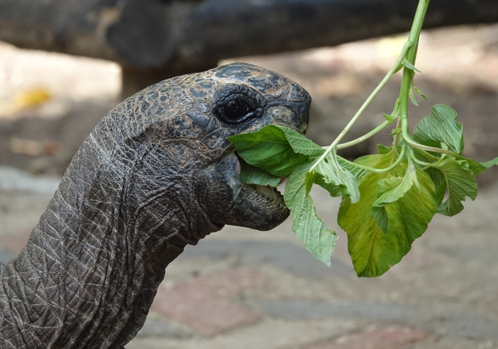 ...chowing down with gusto