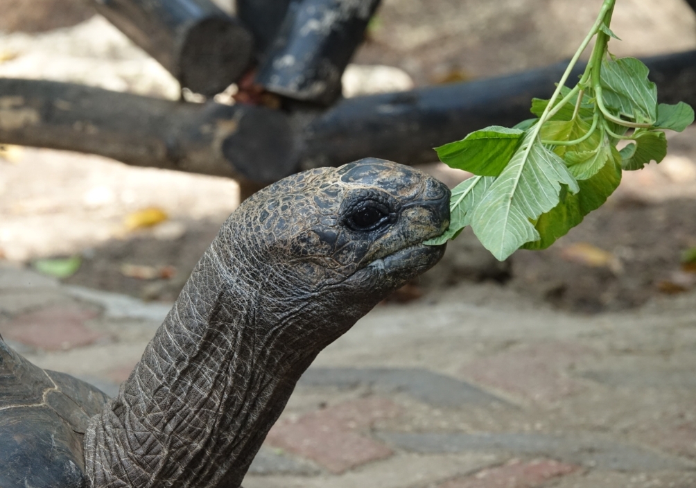 Nibbling delicately before...