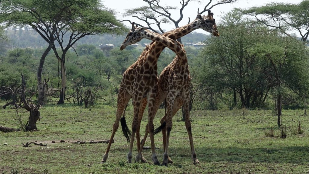 GIRAFFES THWACKING ONE ANOTHER IN THE NECK FIGHTING. PRAISE BE!