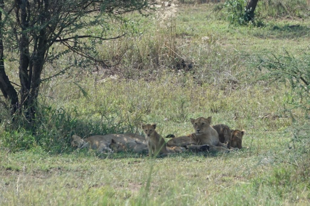 MAMA LION WITH CUBS VERY, VERY, VERY FAR AWAY. THAT'S WHY GOD GAVE US THE ZOOM LENS.