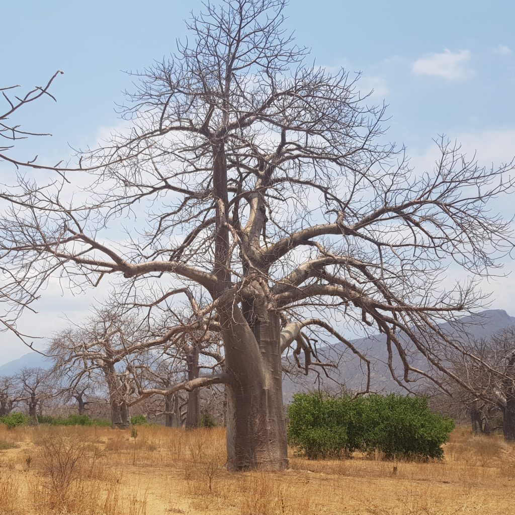 Baobab Trees